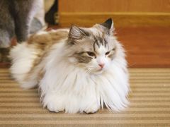 -MOCHA明星猫咖(田子坊店)