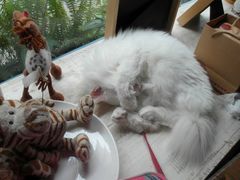 -Babycat私家御饼屋(龙头路一店)