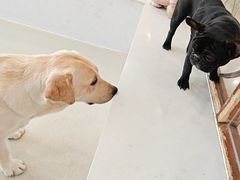 -共舞时光猫咖·狗咖(新街口店)