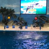 玩海玩水玩动物，当然优选无与伦比的欧乐堡