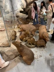 -Zoolung Zoolung动物主题公园(海信广场店)