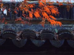 -秋霞圃