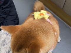 -美联众合动物医院·24h转诊中心