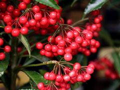 -秦美花卉(天朗·莱茵小城2期店)