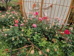 -玫瑰庄园·自助烧烤·烤全羊·团建拓展(龙泉山店)