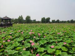 -羊亭河湿地公园