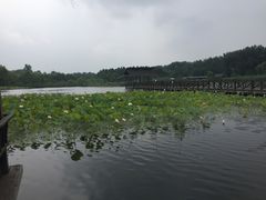 -溱湖国家湿地公园