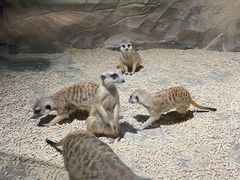 -绿色星球动物主题公园