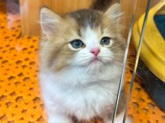 -欣宠猫屋·矮脚拿破仑·蓝金金渐层