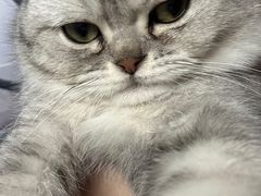 -瑞派动物医院·猫专科·至诚(江南中分院)