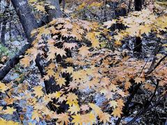 -大连天门山国家森林公园