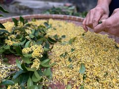 -苏州市吴中区光福窑上花果蜜饯厂