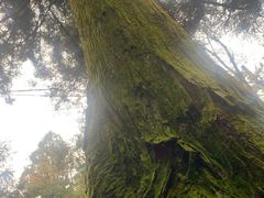 -庐山风景区花径公园