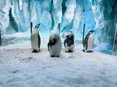 -帝企鹅自助餐厅•儿童岛•真企鹅(长隆企鹅酒店)