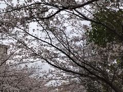 -高东镇樱花园