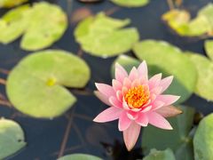 -中国科学院华南植物园
