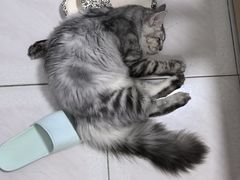 -小猫来了·猫舍(红山六九七九店)