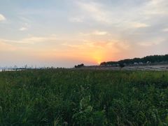 -合肥滨湖国家森林公园