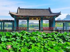 -莲花池公园