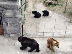 -哈尔滨北方森林动物园