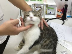 -创凡宠物医院·骨专科  猫科中心(西乡分院)