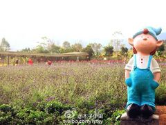 薰衣草花田-盈香心动乐园