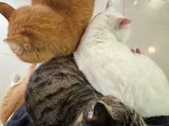 -平行世界·猫咖(首经贸店)