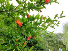 -九里河湿地公园