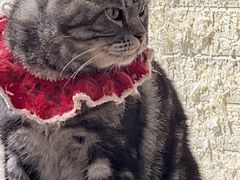 -平行世界·猫咖(首经贸店)