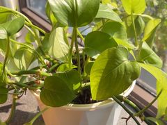 -小乐仙·荆门味道(天鹅广场店)