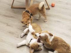 -浣熊柯尔鸭土拨鼠·电玩咖