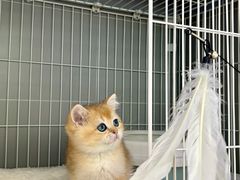 -翊宠yipet猫狗购宠庄园犬舍•猫舍