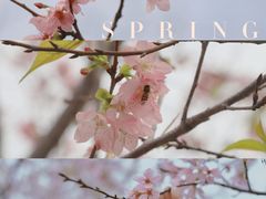 -天适樱花悠乐园