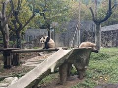 -都江堰中华大熊猫苑