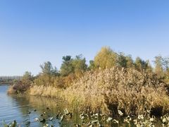 -丁香湖公园