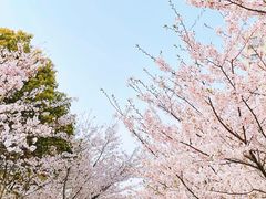 -高东镇樱花园