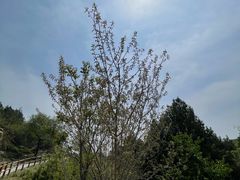 -白水寺森林公园