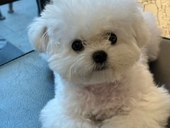 -foodoo芙多松饼店