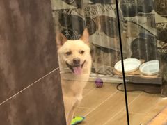 -宠物之家Pets Home 宠物寄养酒店