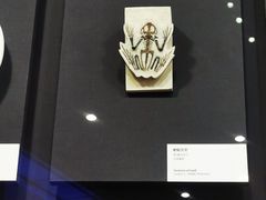 -北京周口店北京人遗址博物馆