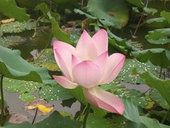 -恭王府博物馆