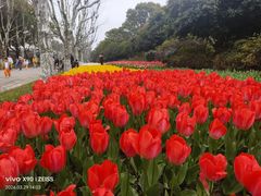 -上海鲜花港
