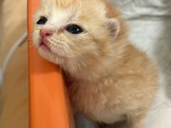 -爱侣宠医·鹦鹉专科·小型哺乳类·异宠专科(灵石路店)