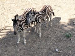 -新疆天山野生动物园
