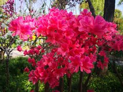 -南汇桃花村