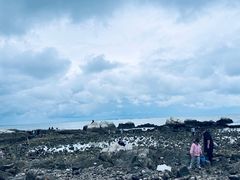 -养马岛旅游度假区