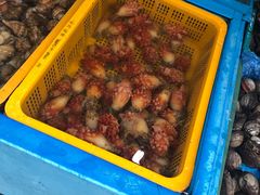 -西归浦每天偶来市场