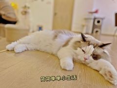 -猫腻·猫咖·撸猫馆(星光大道店)