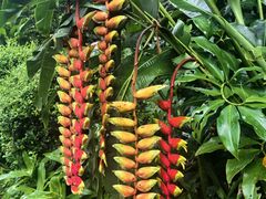 -西双版纳原始森林公园