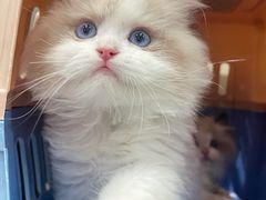-lincat·猫舍(广州店)